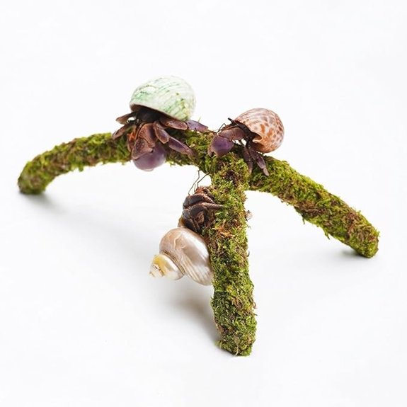 Hermit Crab Climbing Toys & Adjustable Habitat Accessories