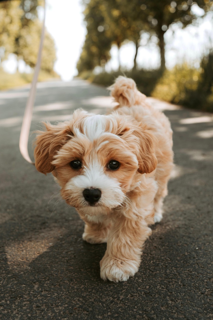 dog, puppy, pooch, domestic animal, animal, pet, cute, nature
