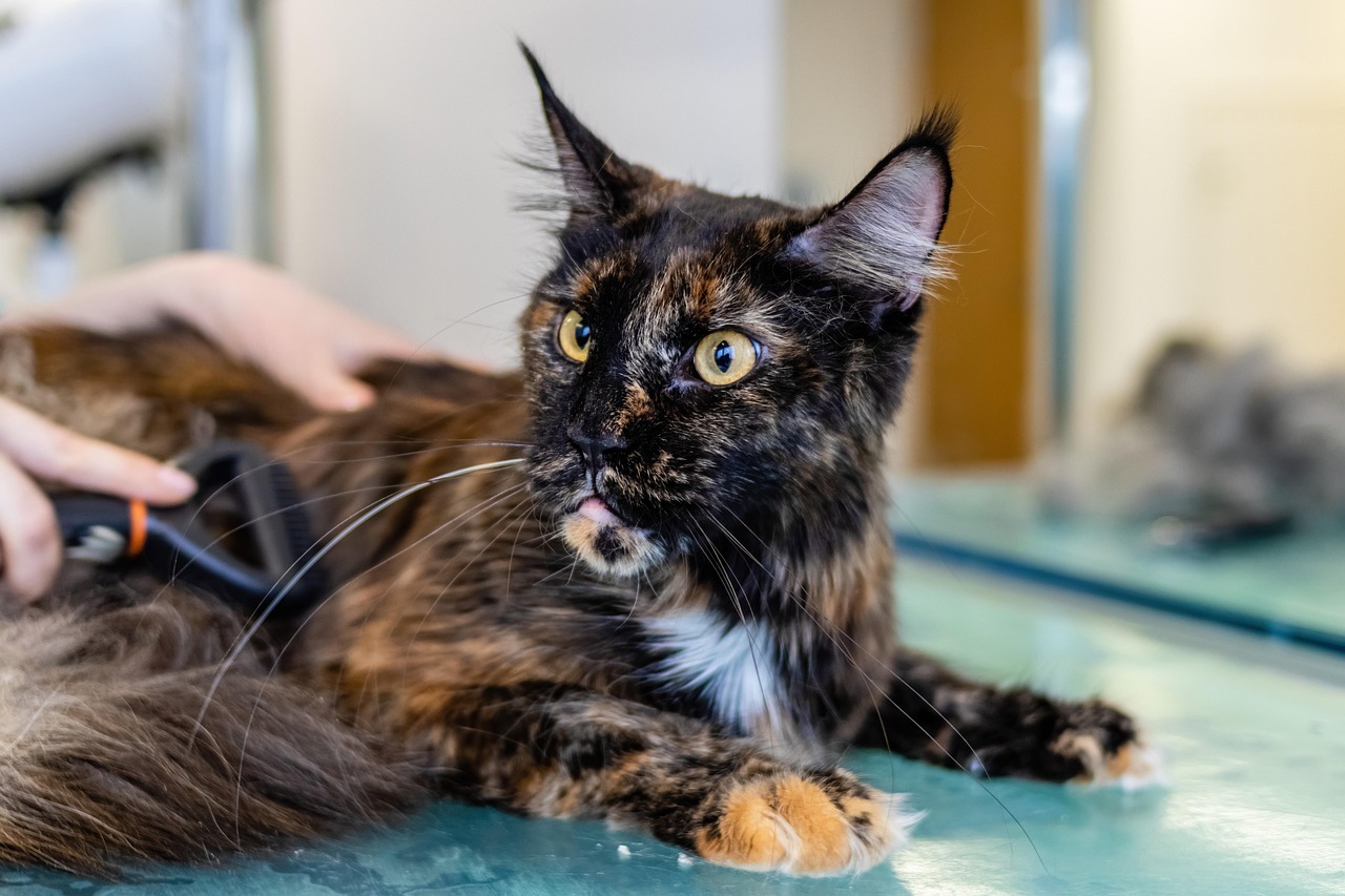 grooming, cat, pet care, pet, feline, animal, pet salon, kitten