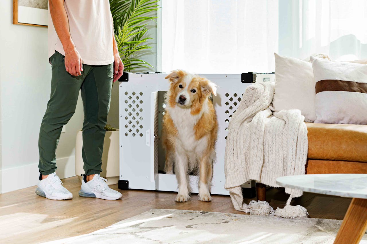 Australian Shepherd stands beside a modern dog crate in a cozy living room setting.