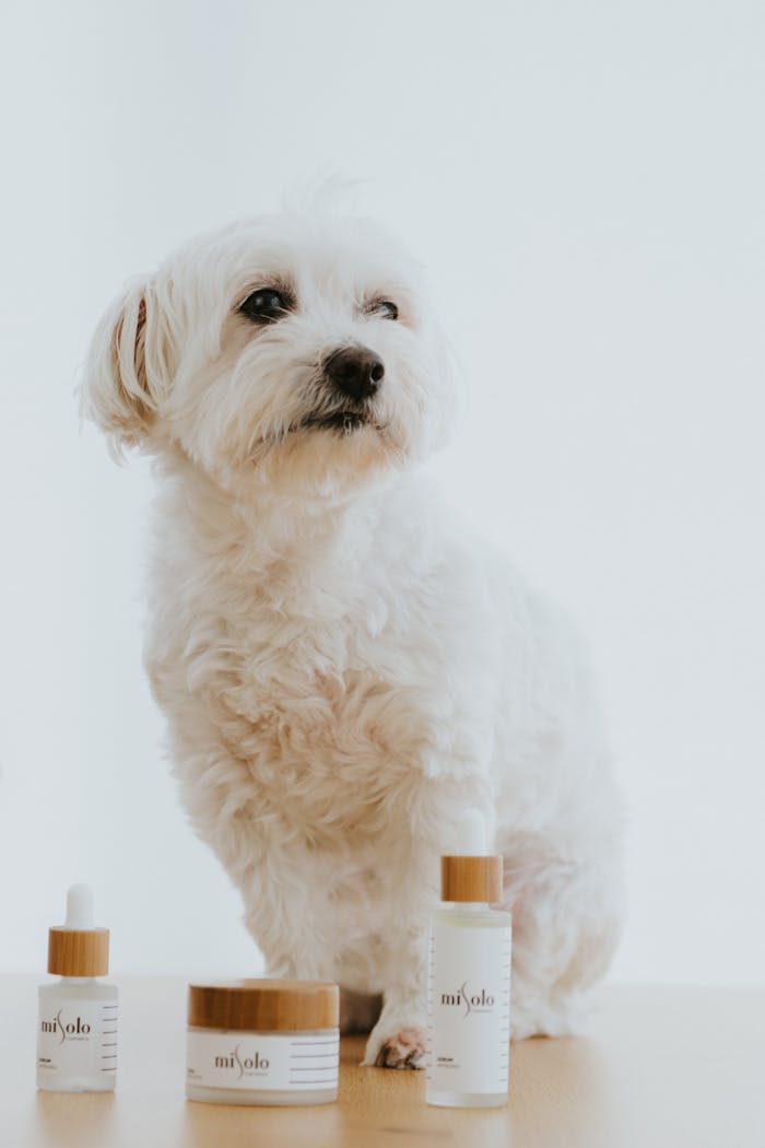 A fluffy white dog beside skincare products against a bright background.