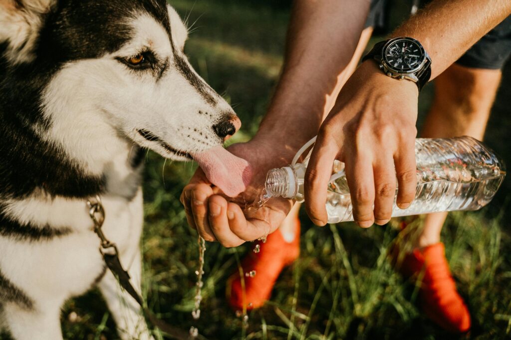 A Siberian Husky enjoys a refreshing drink outdoors with the help of a human holding bottled water.