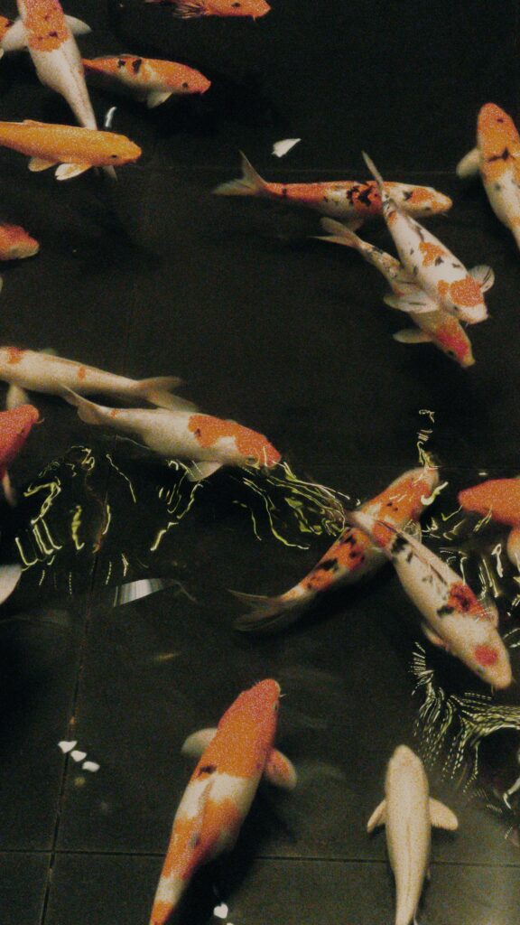 From above small domesticated koi carp fish of white and orange colors swimming in shallow pool water