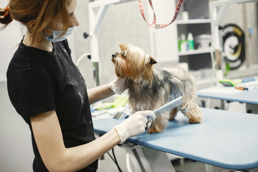 A veterinarian groomer brushing a Yorkshire Terrier on a grooming table indoors.