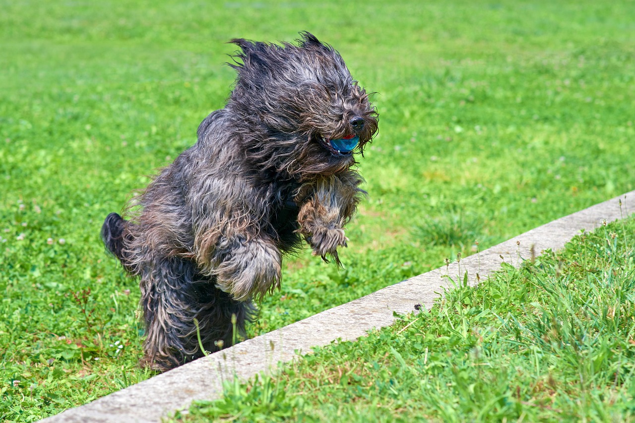 dog, briard, canine, nature, animal, mammal, fur, species, pet, bergamasco shepherd