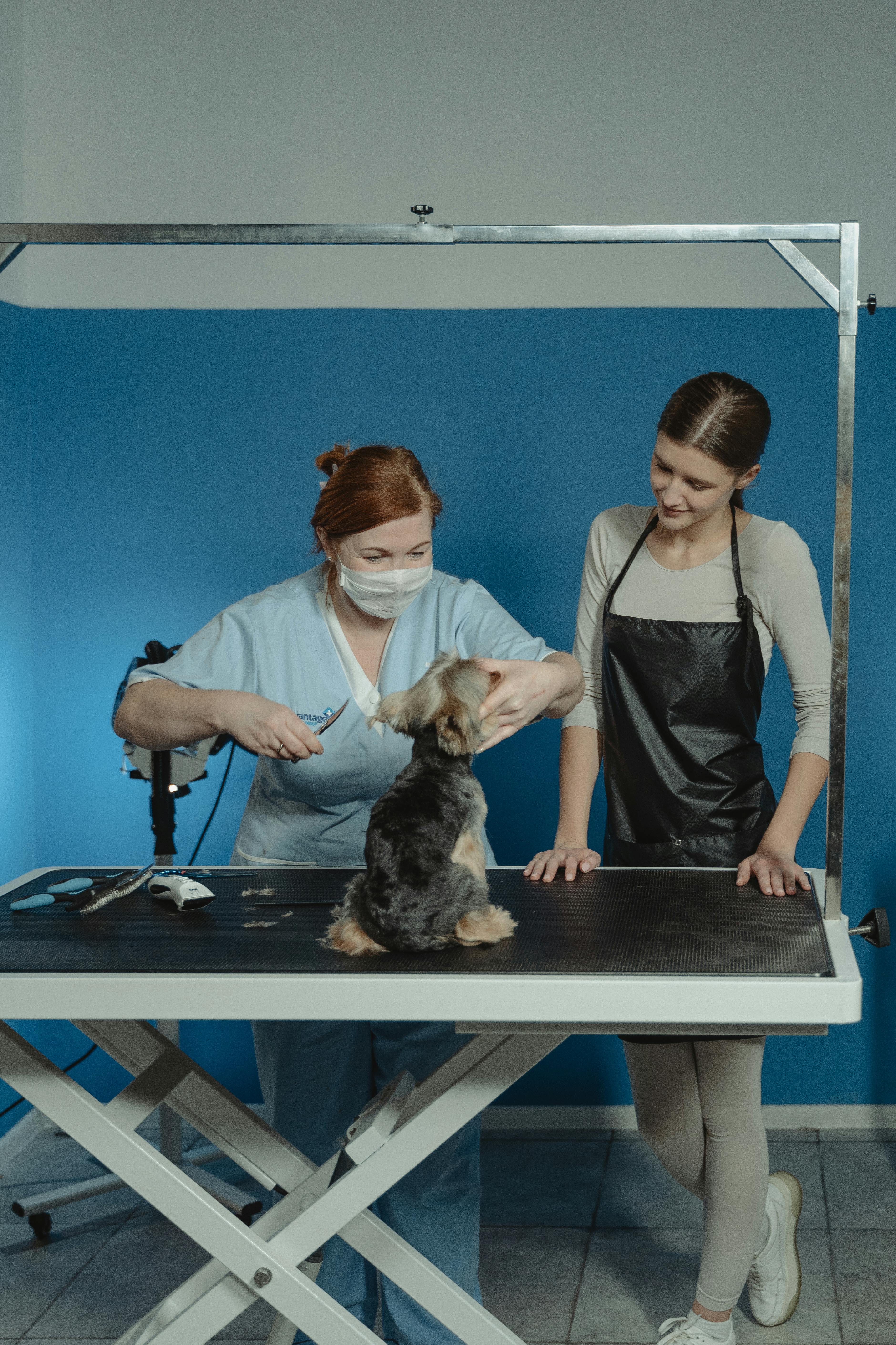 A groomer skillfully cuts a Yorkshire terrier's hair while the owner observes closely.