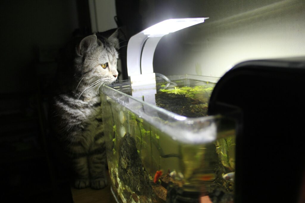 A cat intently watches fish in a brightly lit aquarium, exploring the scene indoors.