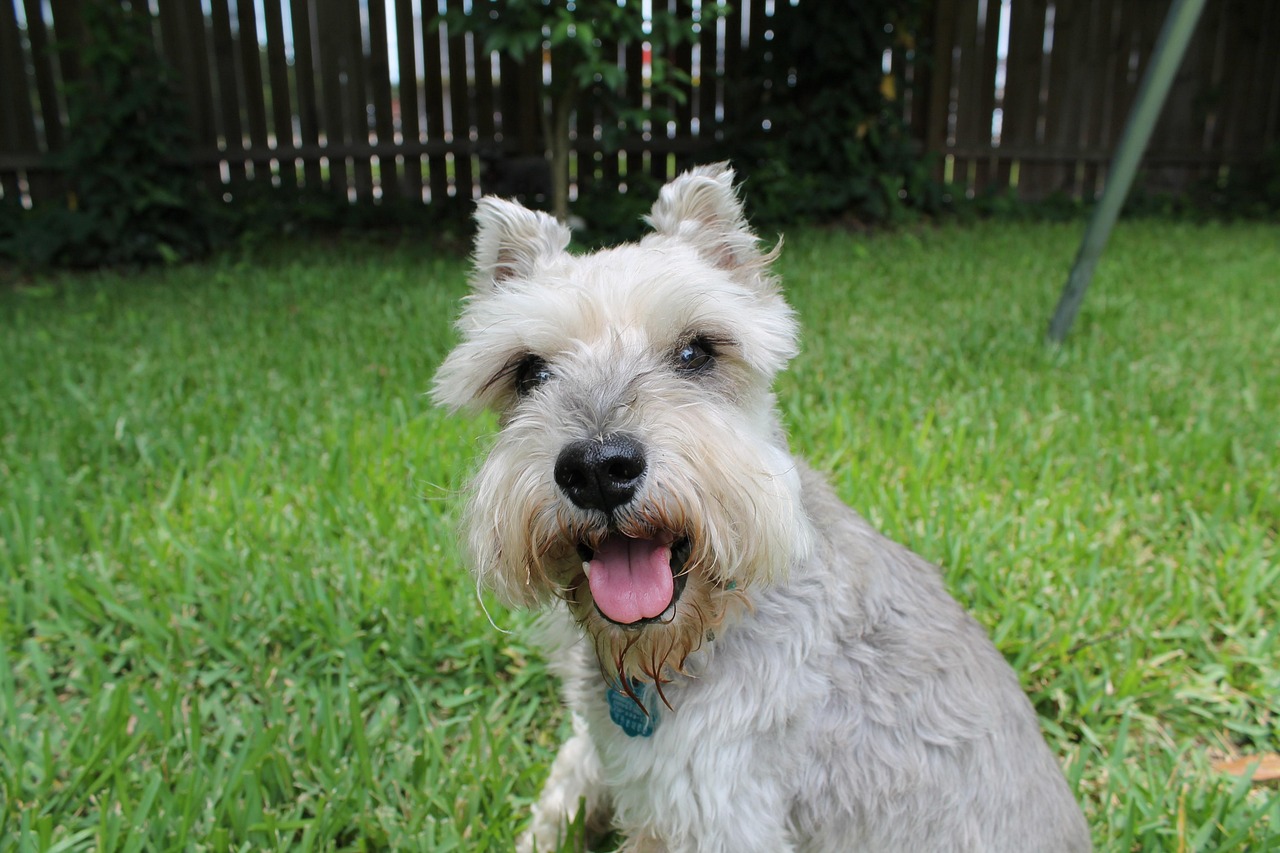 schnauzer, animal, miniature schnauzer, rescue, pets, little, pet, cute, dog, canine, outdoors, friendship, green friendship