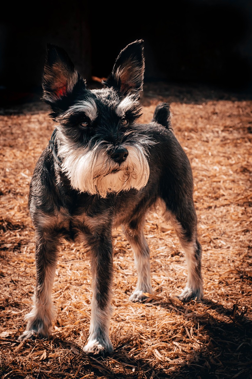 dog, schnauzer, puppy, snout, nose, walk, model, nature, pet, fur, animal, portrait
