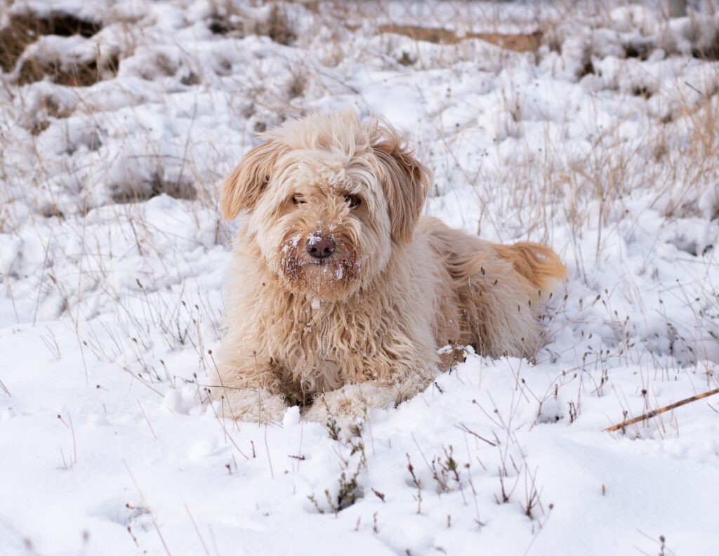 Fluffy Sapsali dog enjoying the snow in Sierra Nevada's winter landscape.