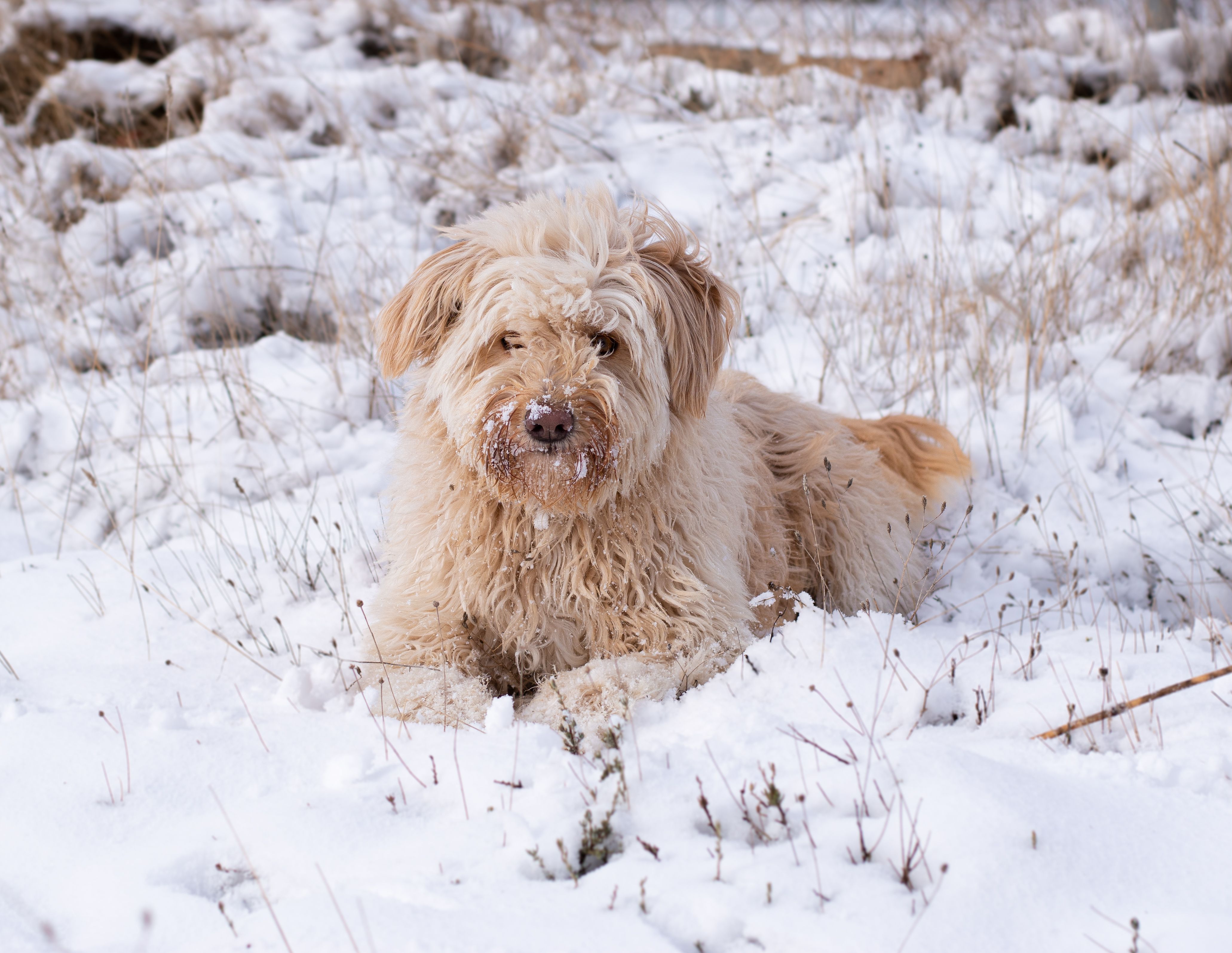 Fluffy Sapsali dog enjoying the snow in Sierra Nevada's winter landscape.