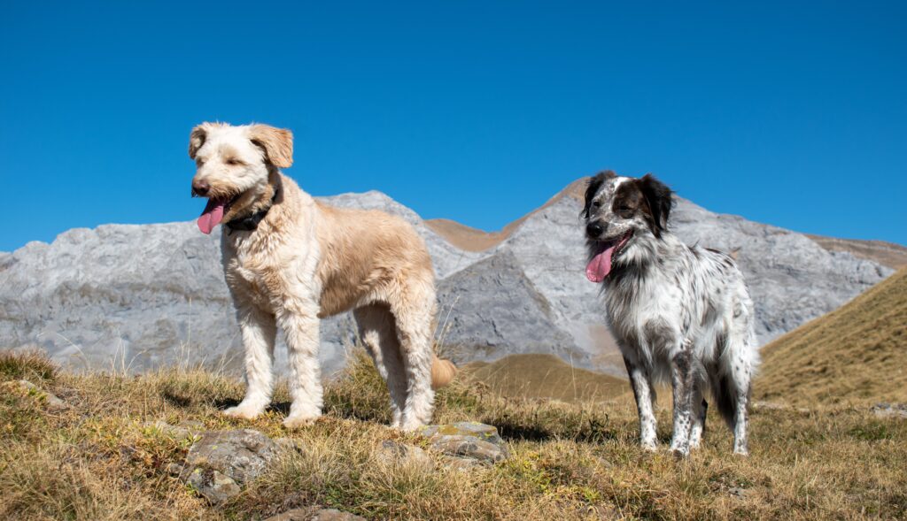 Two dogs enjoying a sunny day in the scenic Torla-Ordesa National Park in Spain.