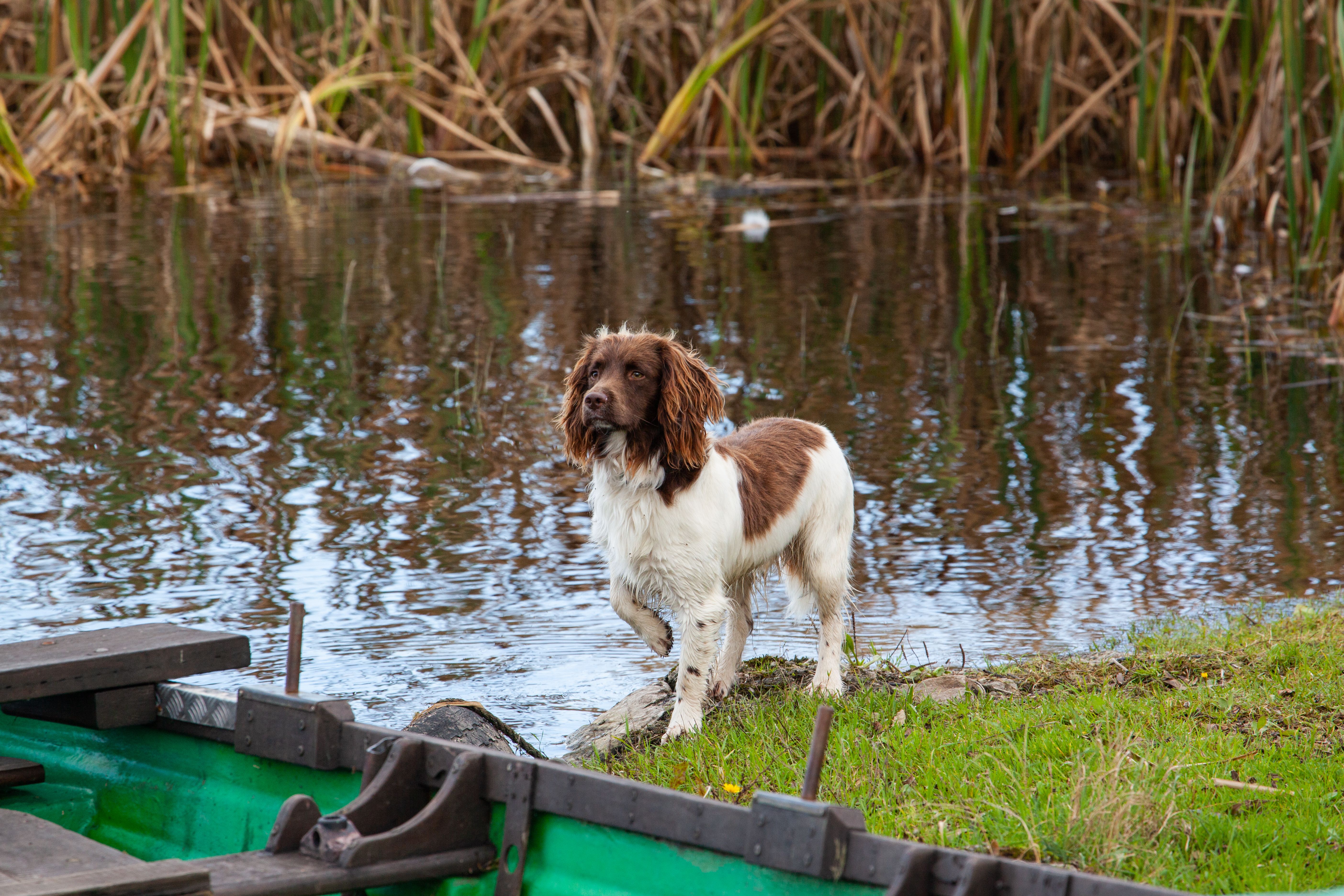 An English Springer Spaniel standing by a riverbank with a boat nearby.