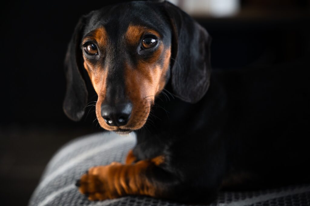 Close-up of a black and tan dachshund on a dark background, showcasing its expressive eyes.