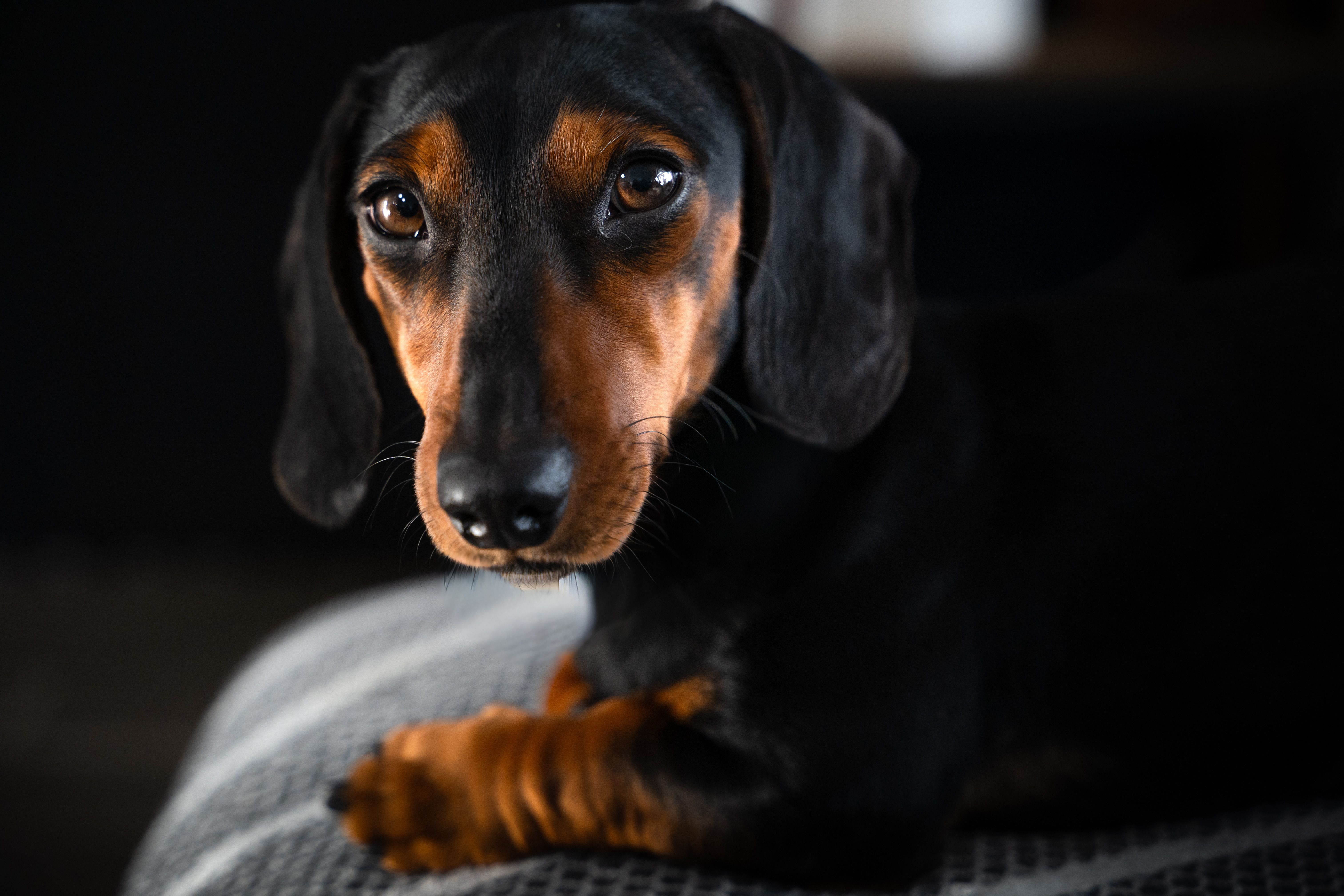 Close-up of a black and tan dachshund on a dark background, showcasing its expressive eyes.