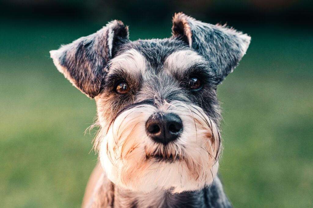 Close-up portrait of a cute schnauzer puppy in a grassy outdoor setting.