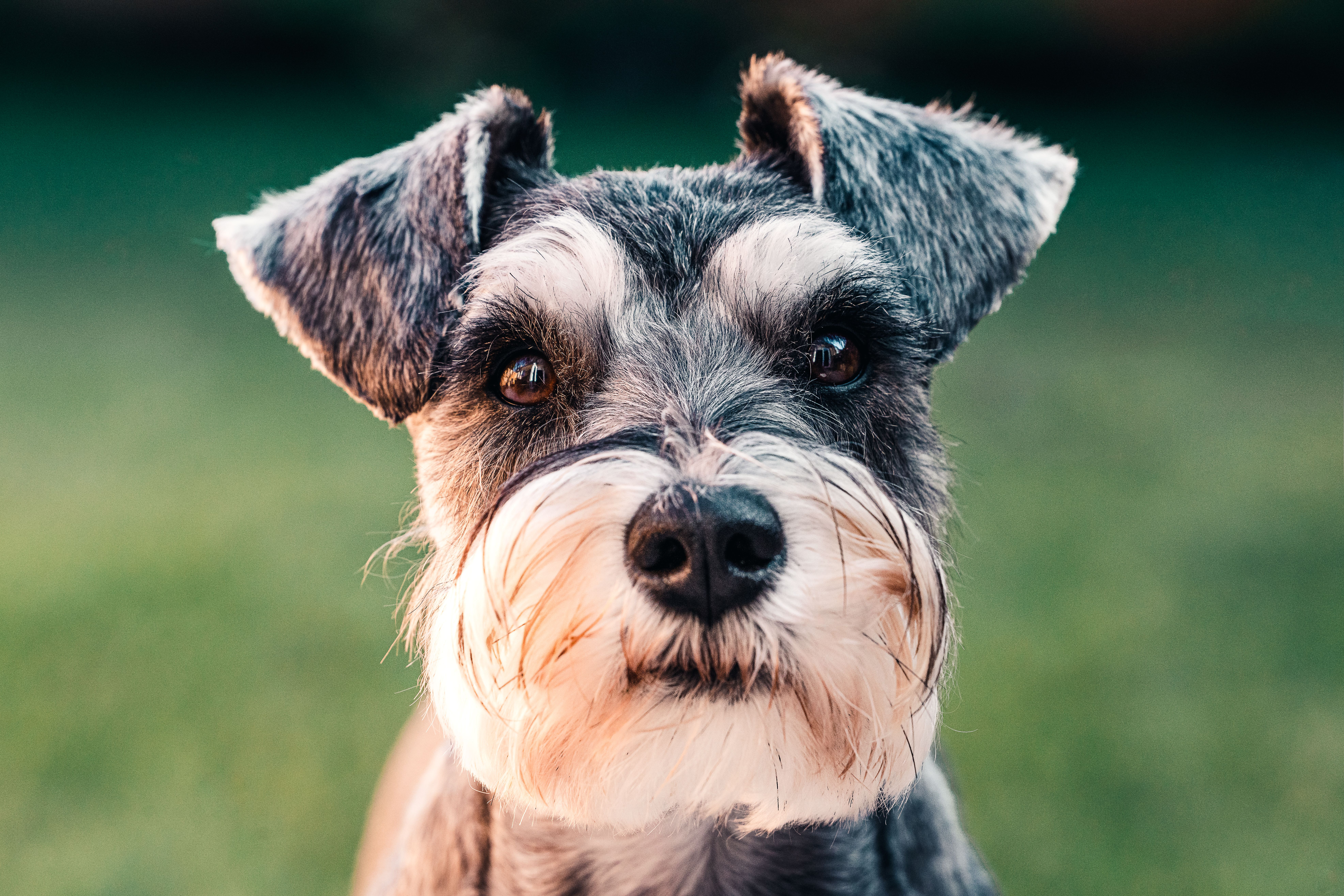 Close-up portrait of a cute schnauzer puppy in a grassy outdoor setting.