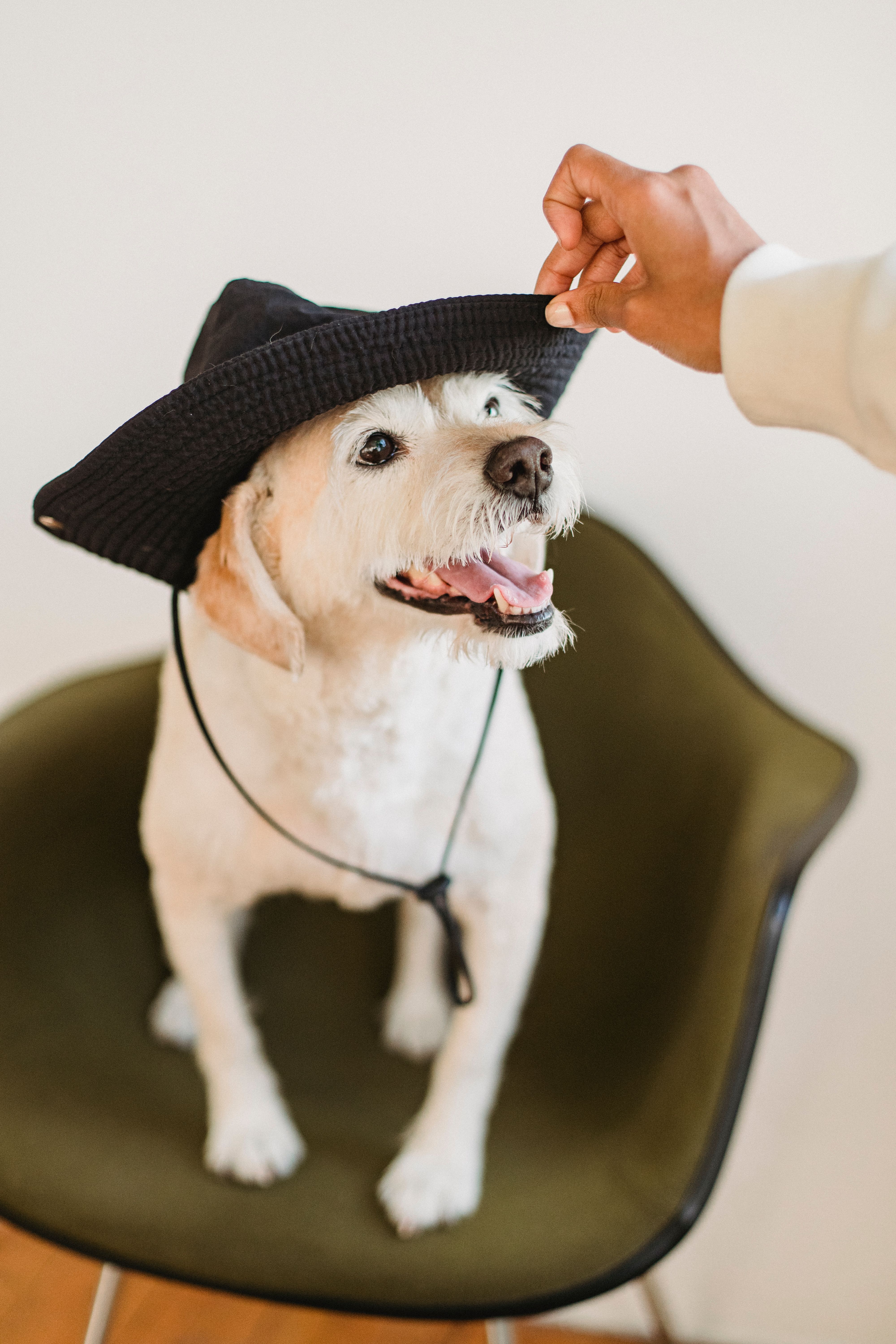Crop unrecognizable ethnic female owner putting black hat on cute puppy sitting on chair