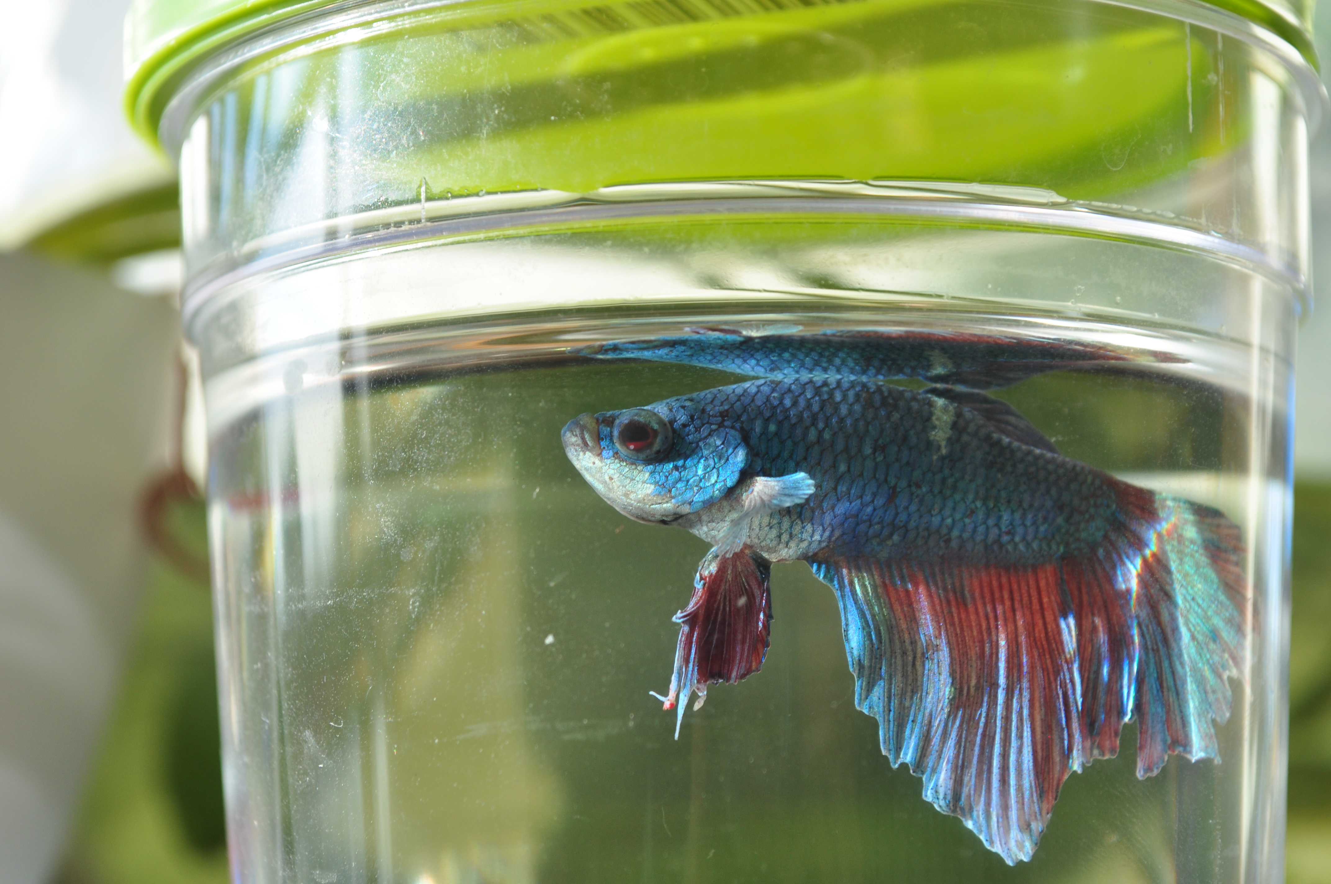 Betta splendens, a colorful freshwater fish commonly kept in home aquariums