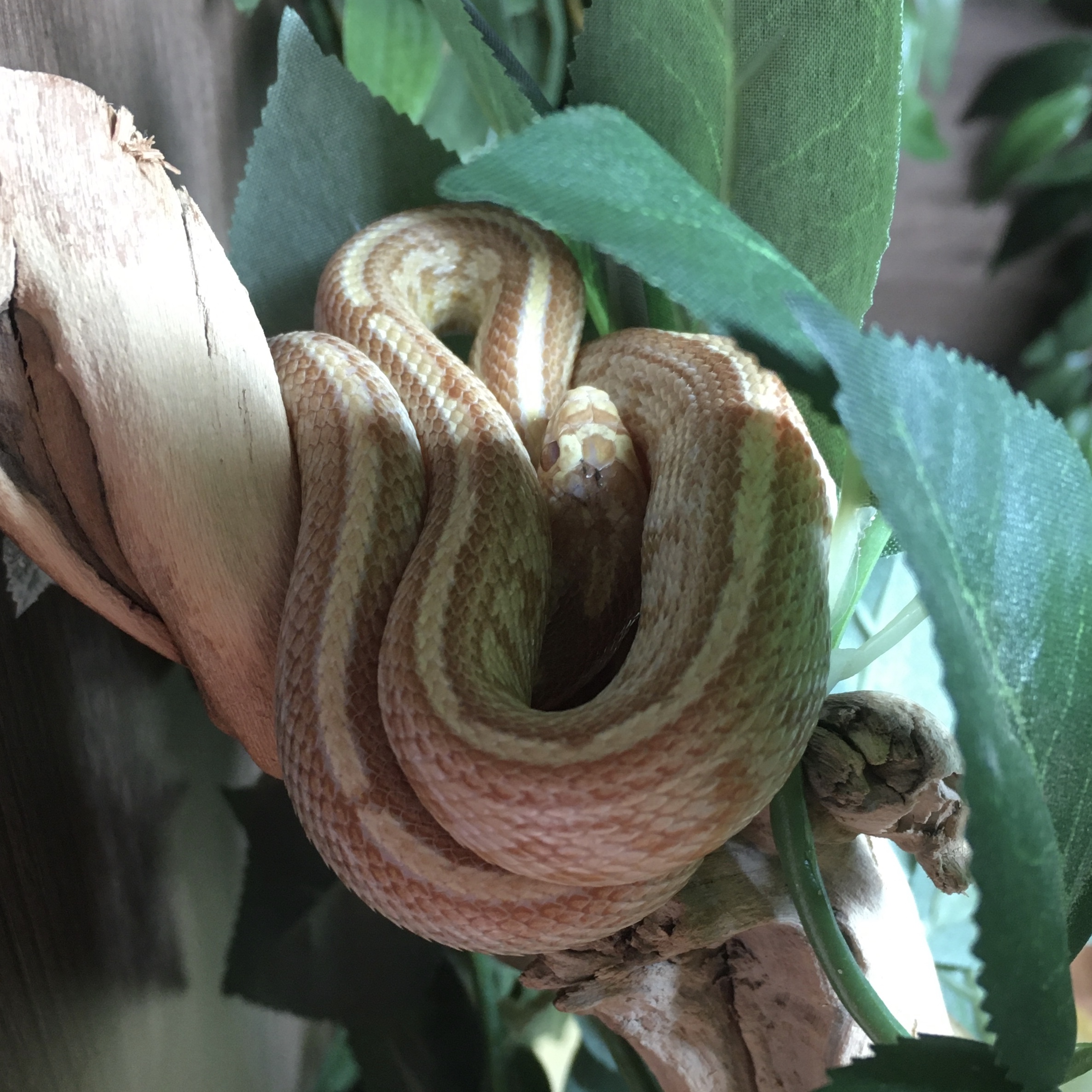 Captive corn snake resting along a branch