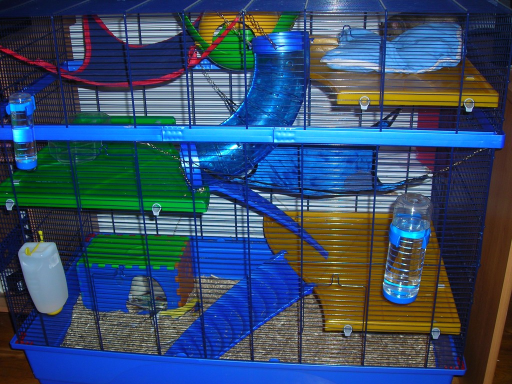 Pet rat enclosure with a cage structure and space for different activity areas