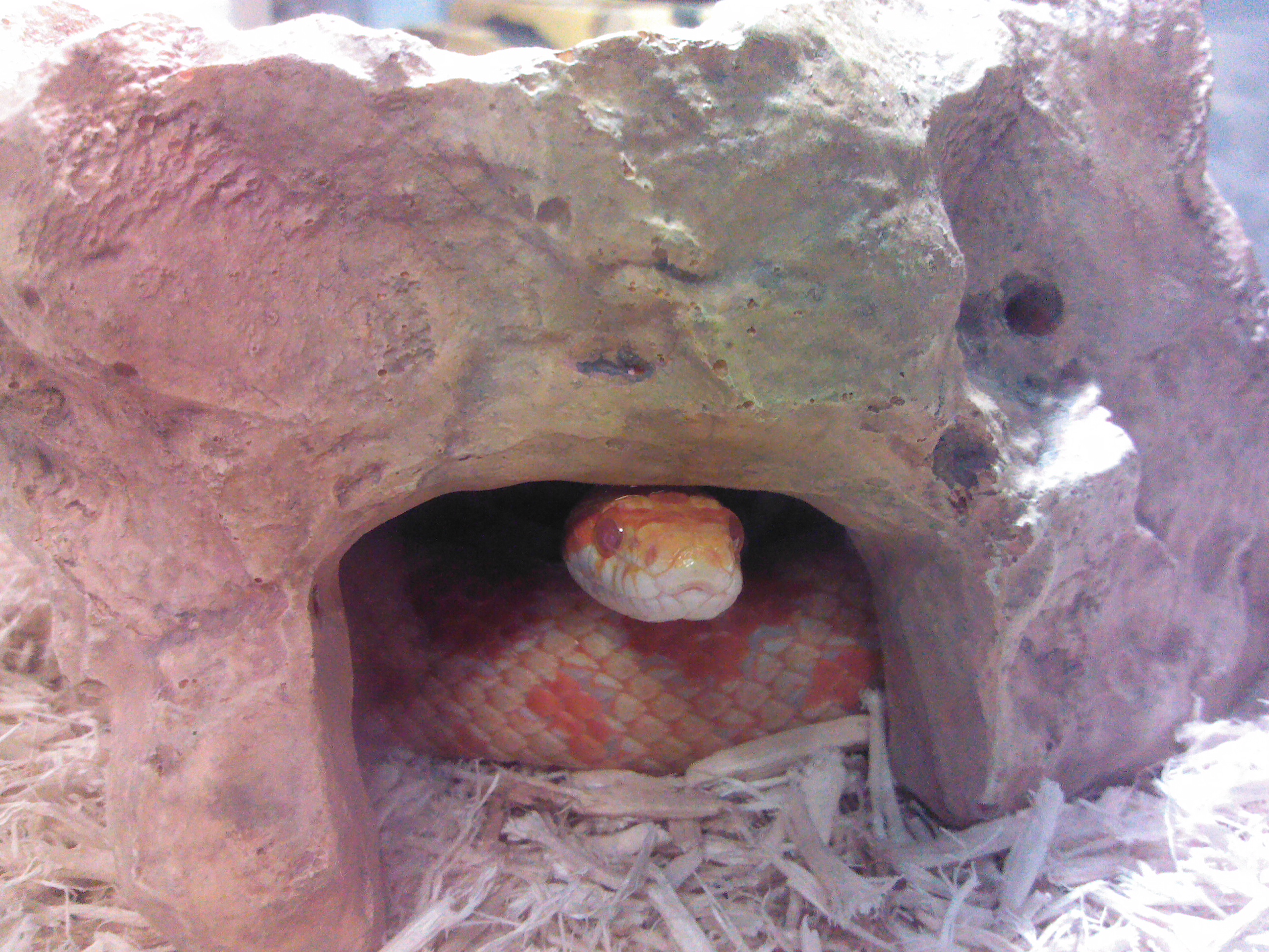 Captive corn snake resting inside a reptile hide