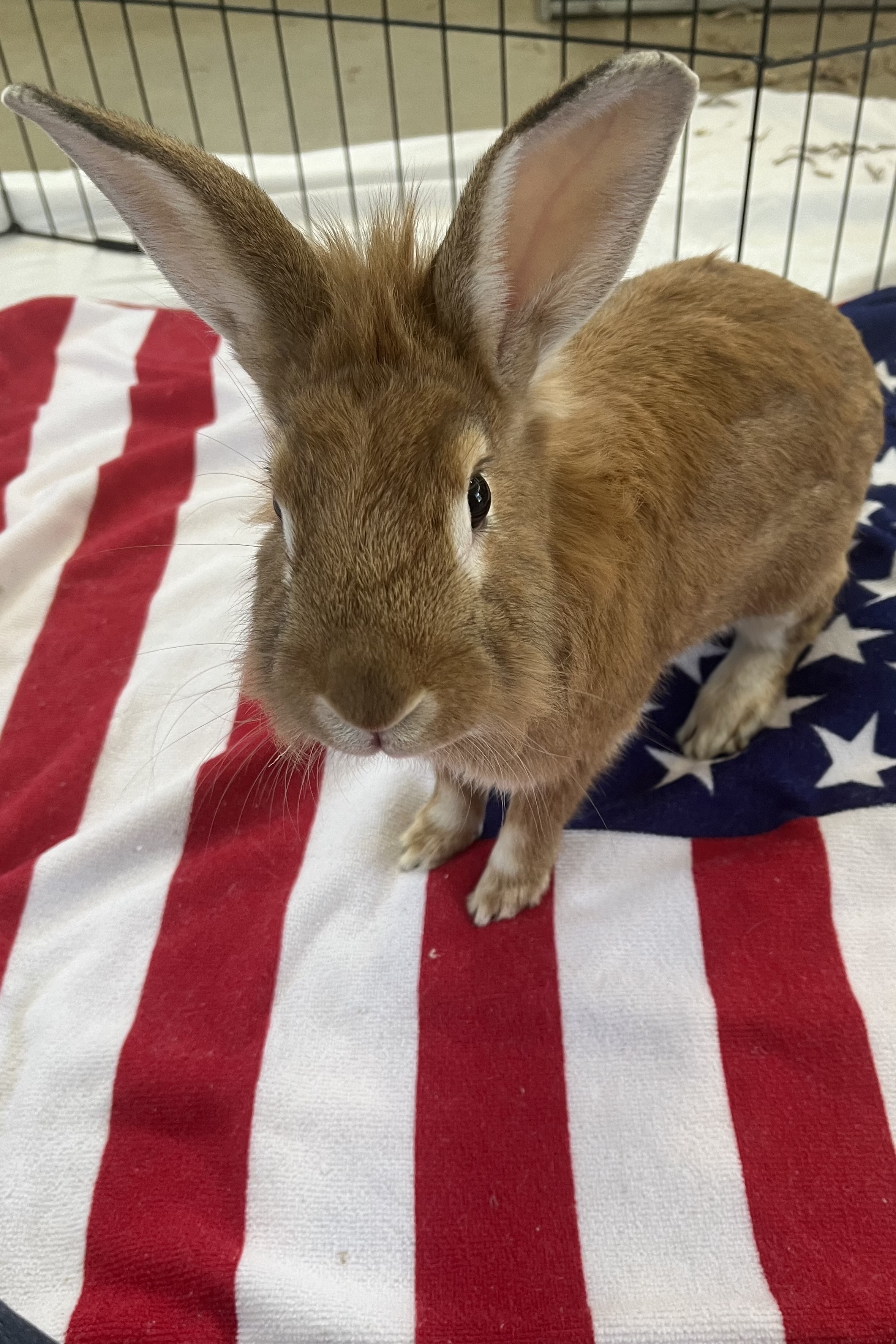 Brown pet rabbit sitting on a soft towel indoors