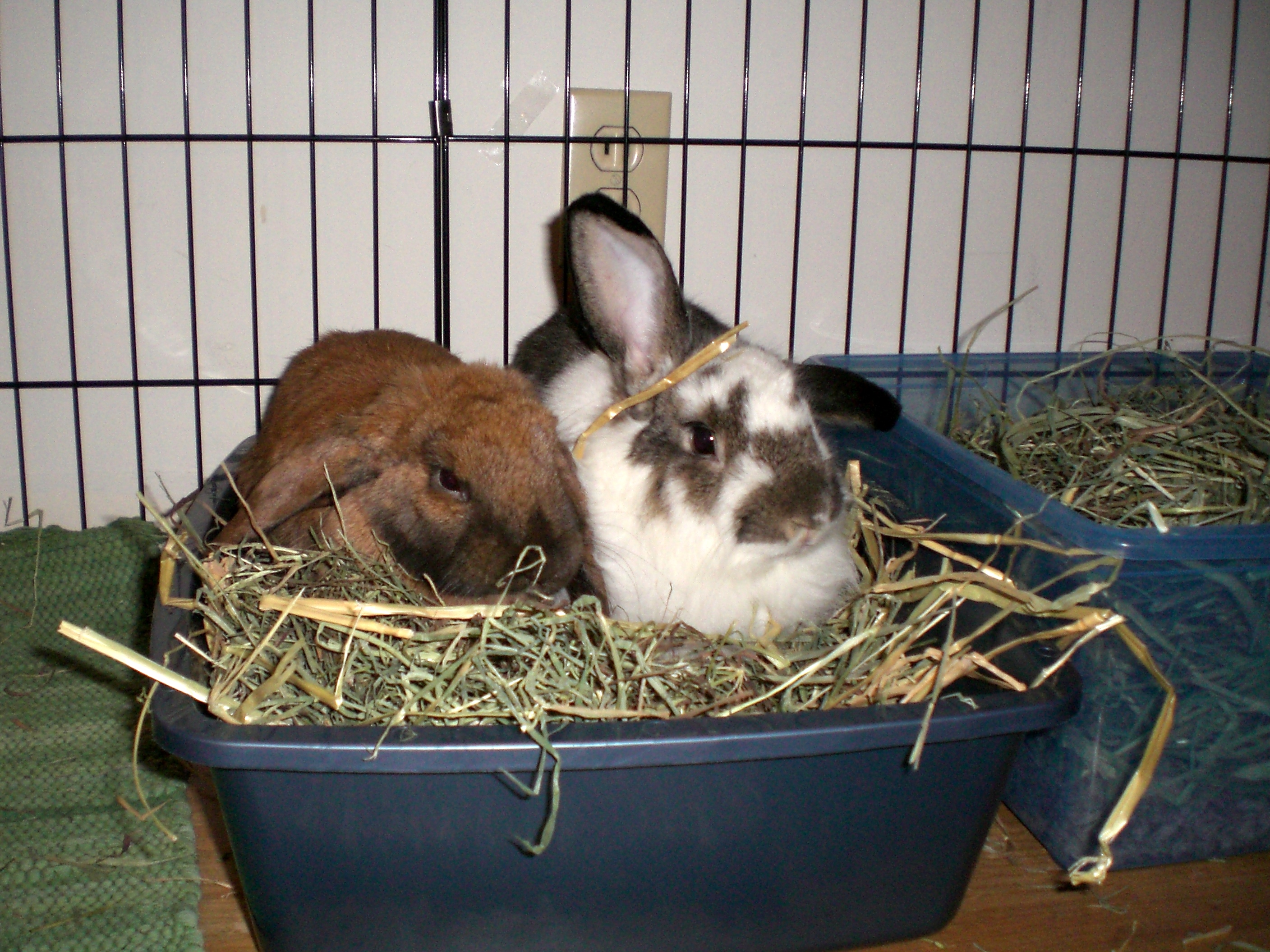 Two rabbits using a litter box together