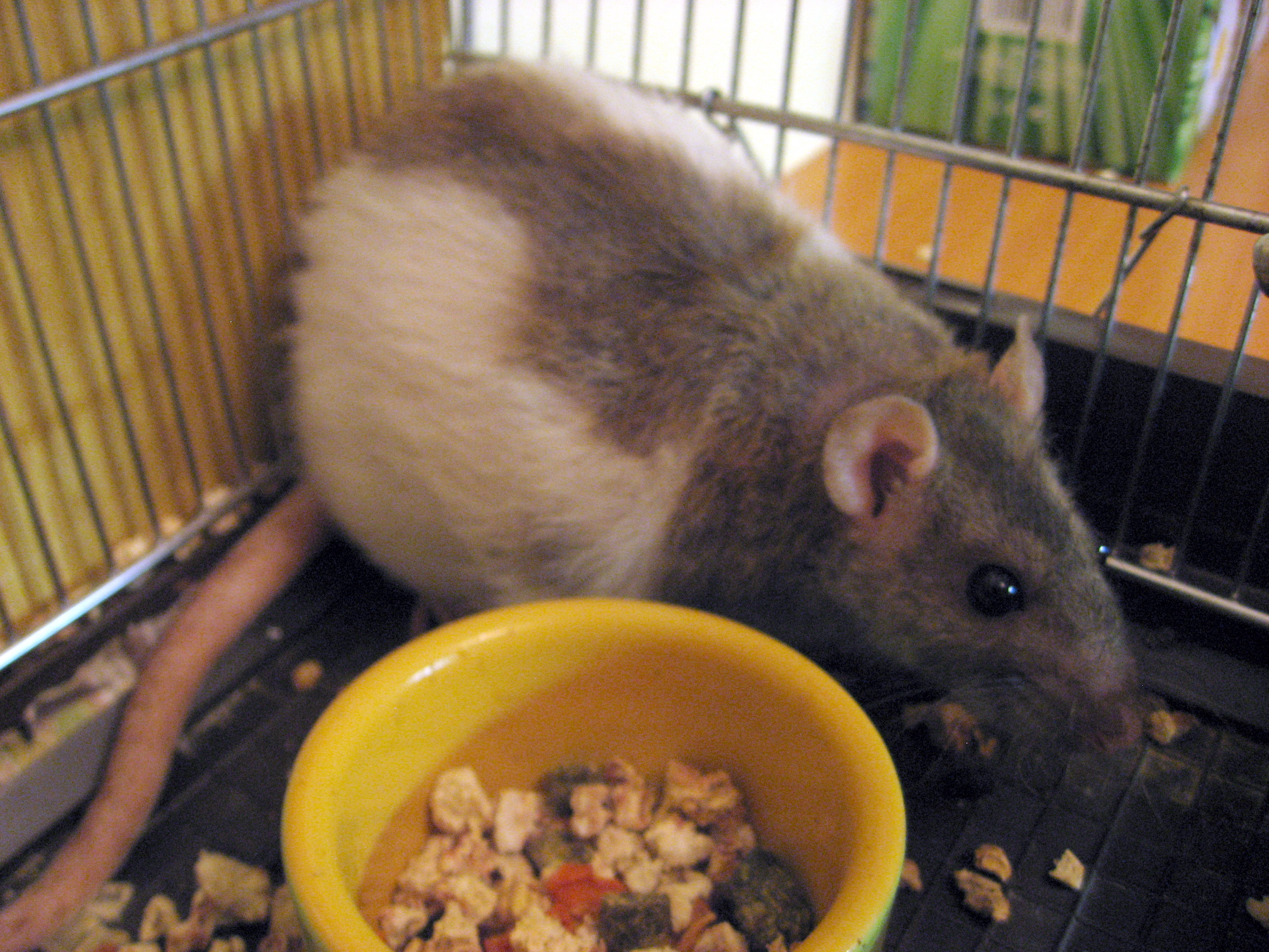 Domestic pet rat resting in its enclosure