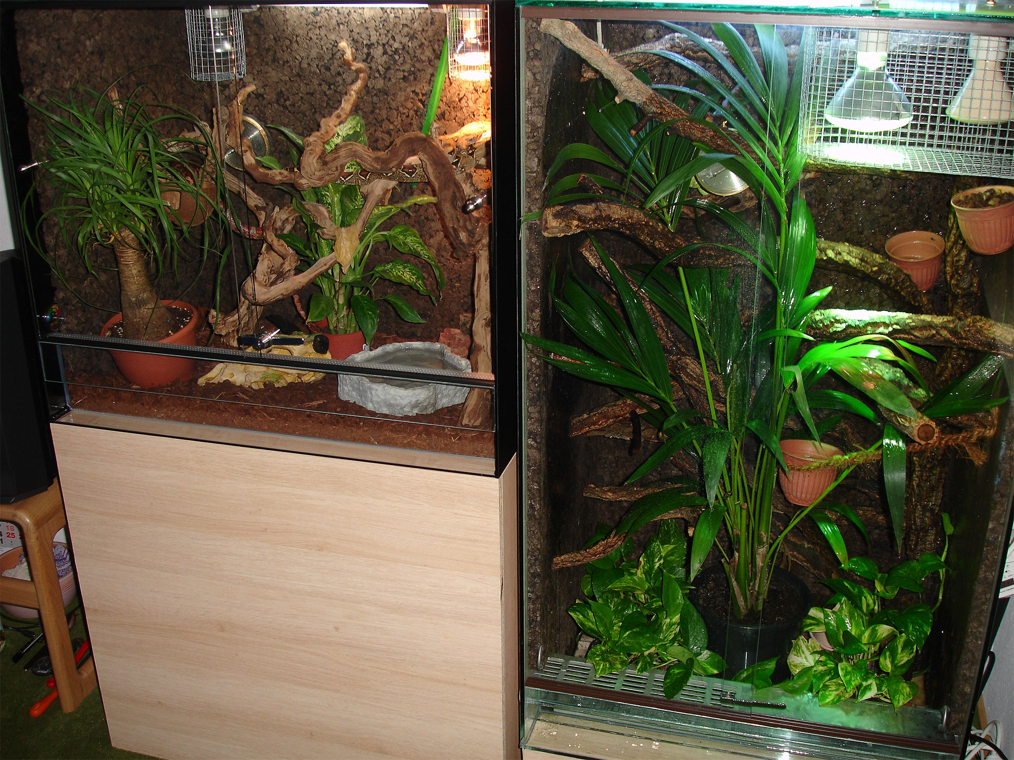 Naturalistic snake terrarium with plants and branches