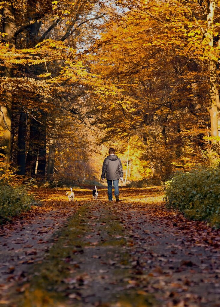 forest path, fall, stroller, dog, autumn leaves, mood, landscape, nature, trees, forest, autumn color, forest trail, quiet, animal, backlighting, idyll, autumn light, hike, unmade, trail, to stroll, dirt road, promenade, pet, leisure time, people, nature reserve, meadow path, path