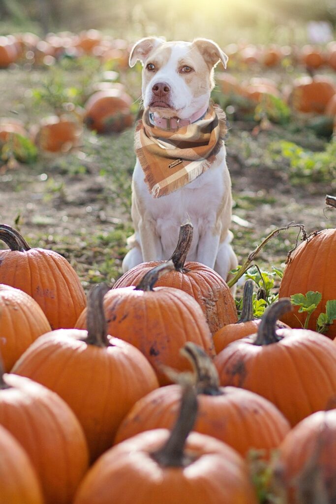 dog, pumpkins, farm, animal, pet, domestic dog, canine, mammal, doggy, cute, adorable, portrait, nature, pumpkin patch, squash, vegetable, harvest, produce, rural, countryside