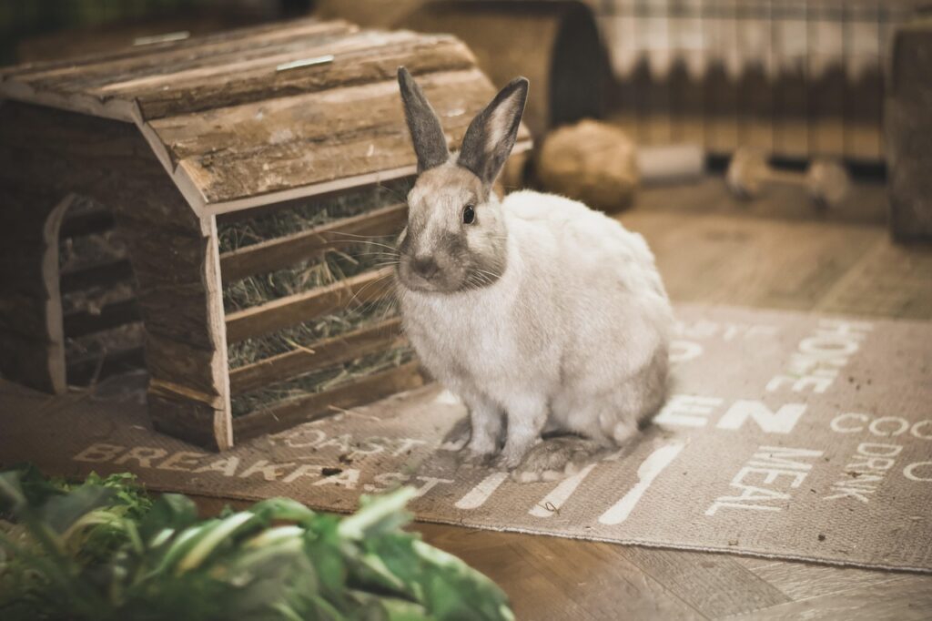 rabbit, nature, dwarf rabbit, white bunny, domestic animal, animal, feeding, bunny, pet