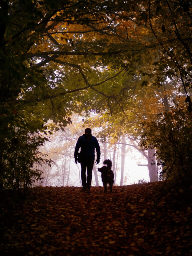 Silhouette of a man walking with his dog on a wooded path covered in fall leaves, creating a warm and serene atmosphere.