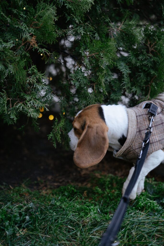 Adorable beagle puppy wearing a plaid jacket sniffs the bushes on a walk.