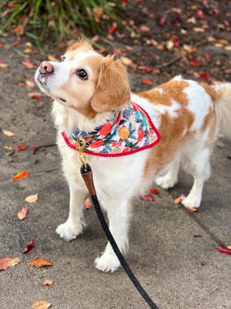 Cute Brittany Spaniel dog wearing a colorful bandana on a leash outdoors in autumn settings.