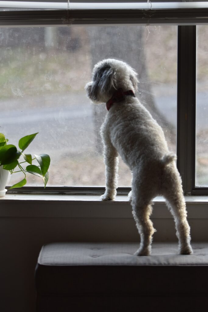 A fluffy white dog standing by a window, watching the scene outside, with a plant nearby.