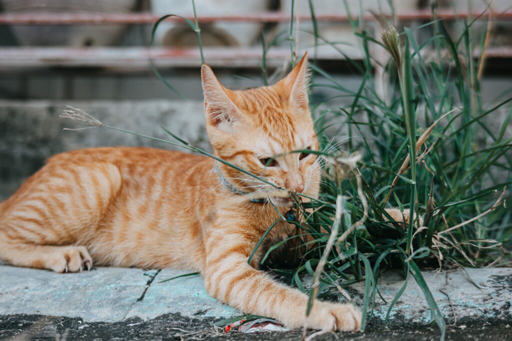 Peacefully lounging orange tabby cat amidst grass outdoors.
