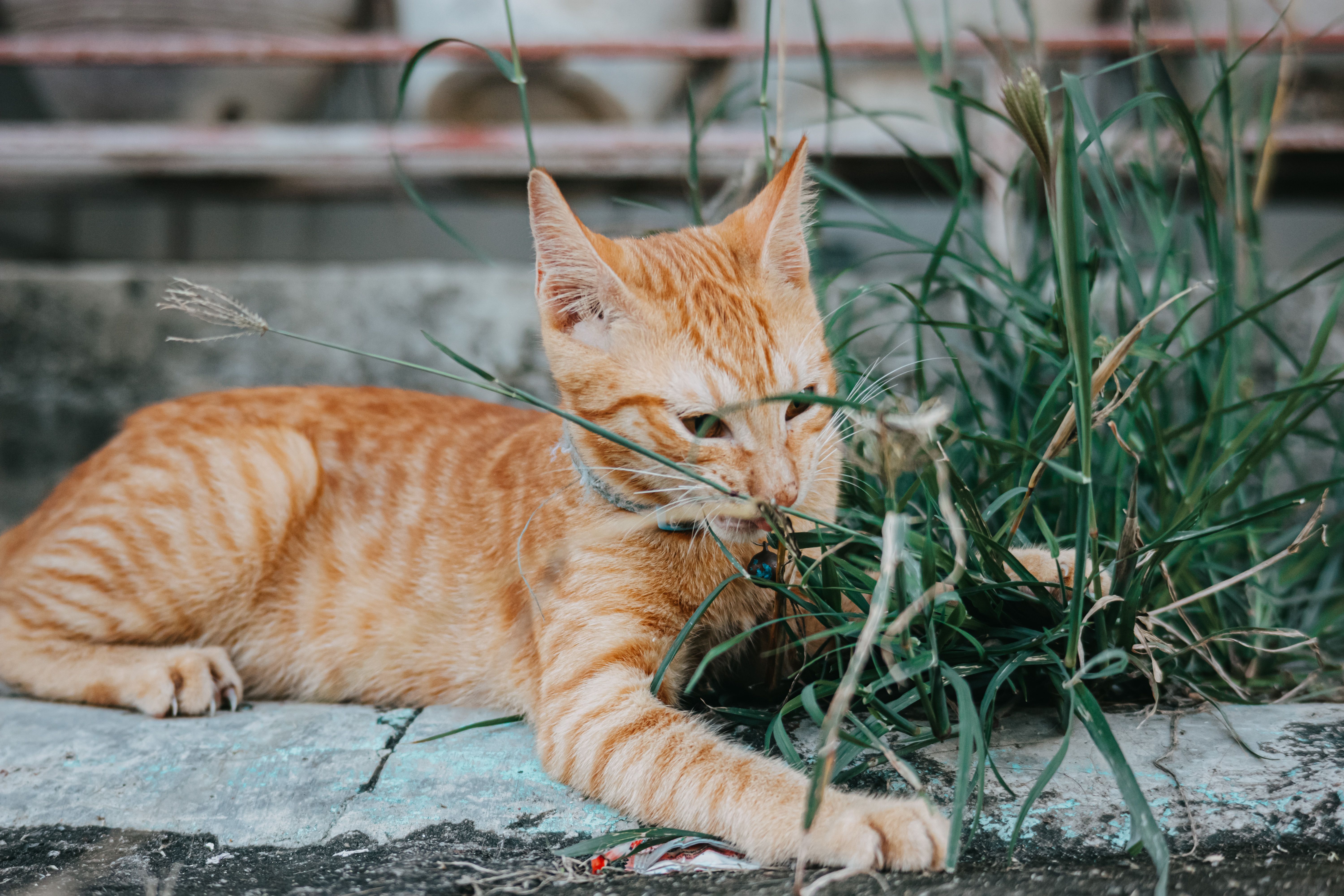 Peacefully lounging orange tabby cat amidst grass outdoors.