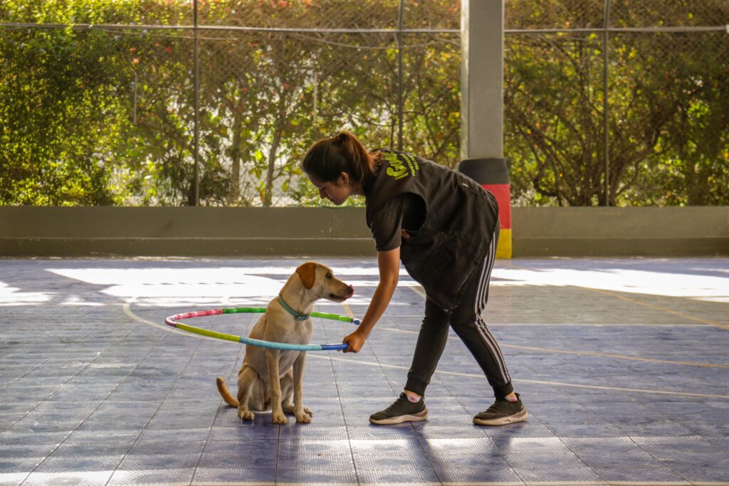 A woman engages in training her Labrador Retriever with a hula hoop in a sunny outdoor setting.