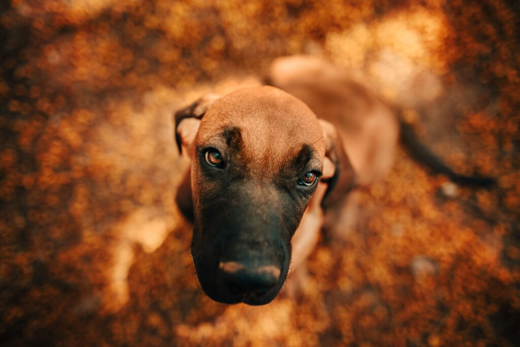 A close-up shot of a cute puppy with a captivating gaze amidst autumn leaves.