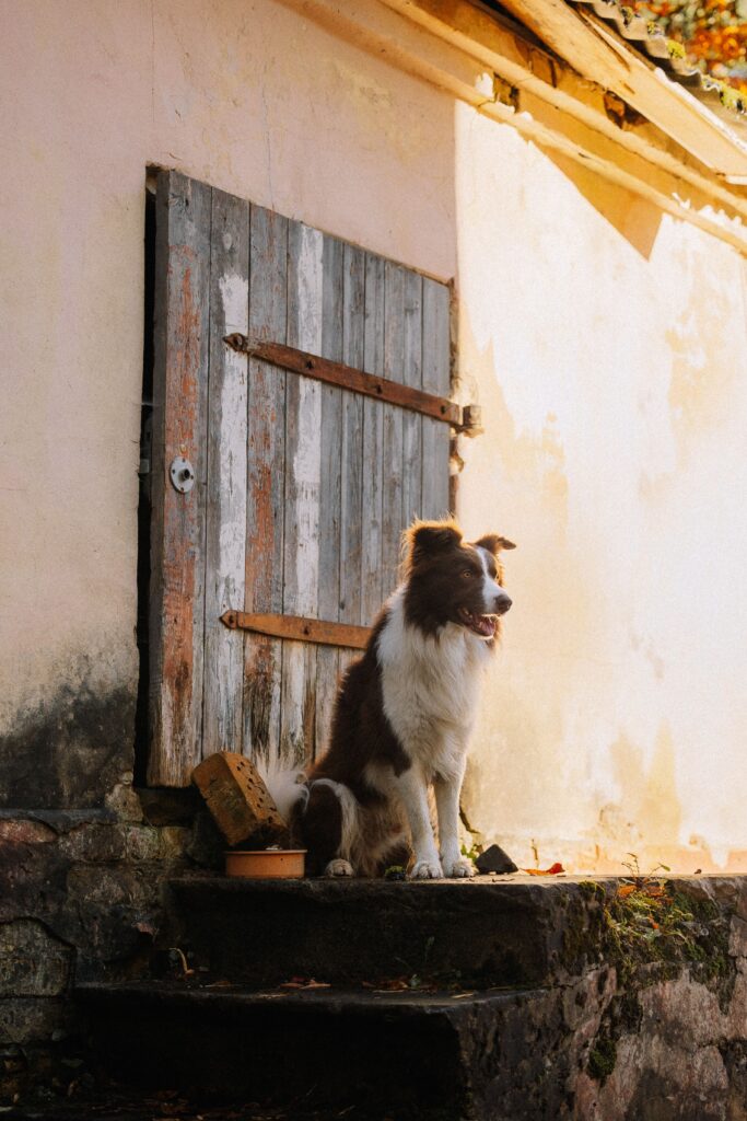 A Border Collie sits attentively by a rustic farmhouse door, bathed in warm sunlight.