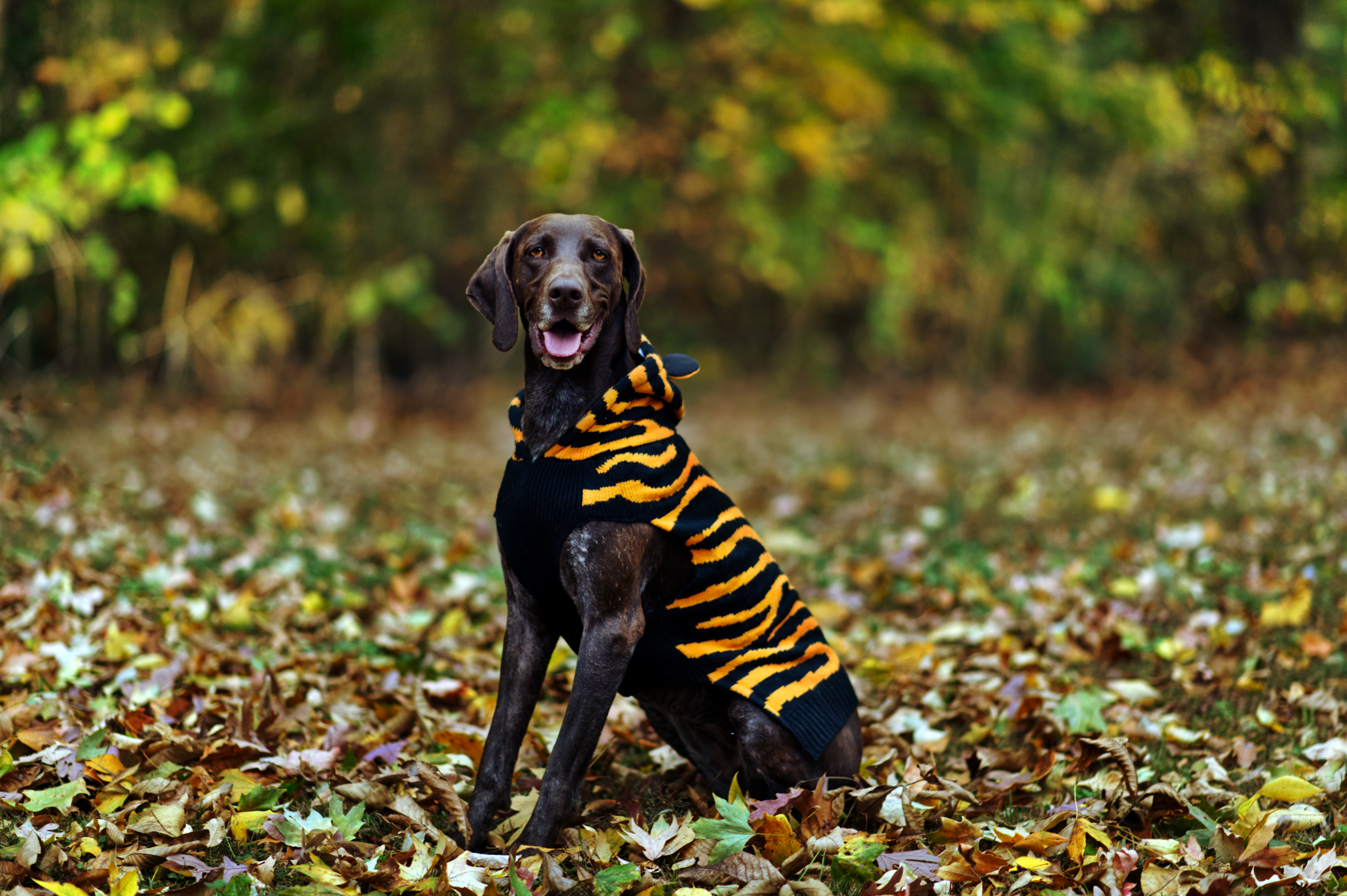 A German Shorthaired Pointer in a tiger costume sits amidst fall leaves.