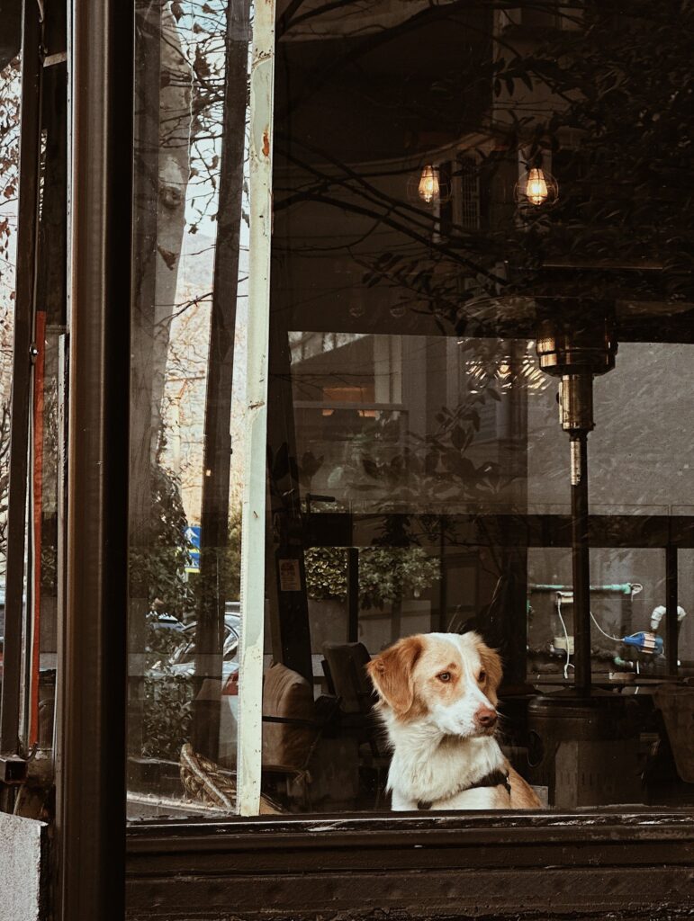 A dog sits inside a cafe watching the street, surrounded by autumn decor and warm lighting.
