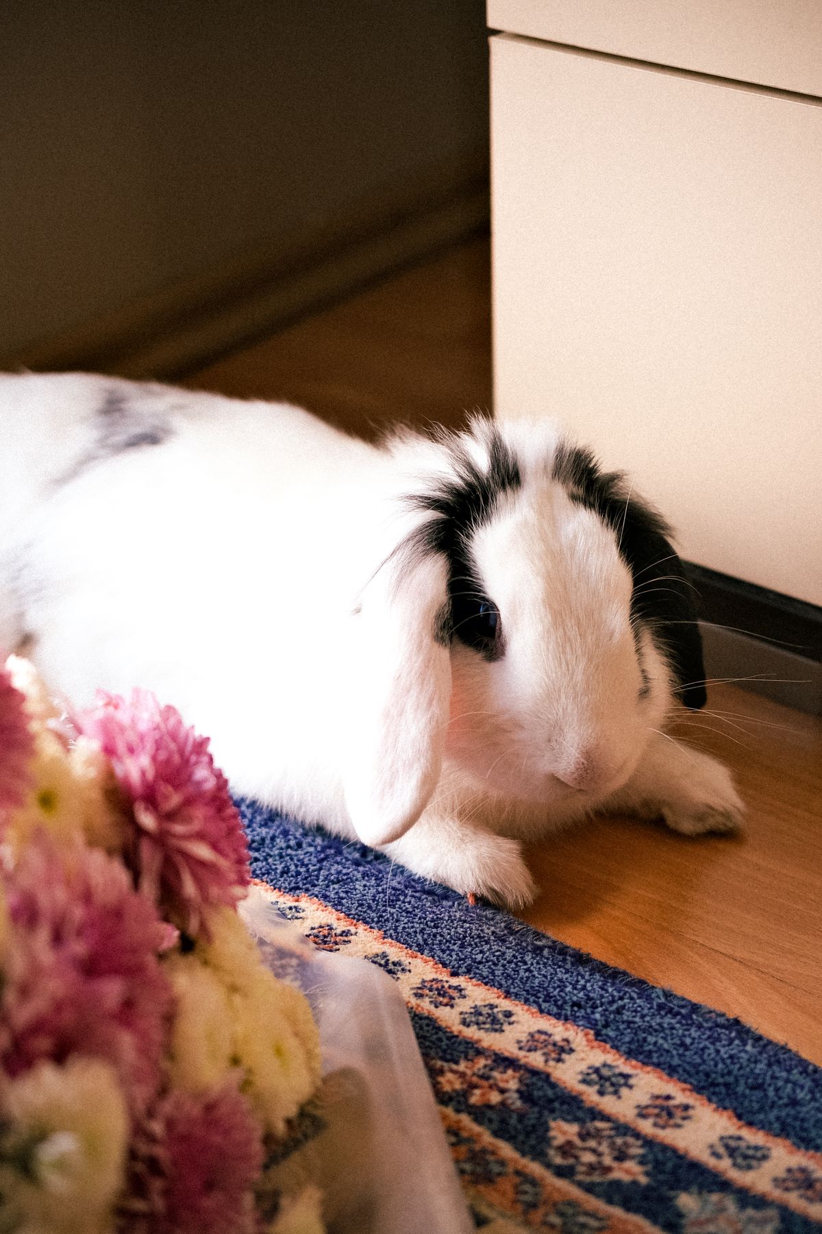 White and black pet rabbit resting on a patterned rug indoors