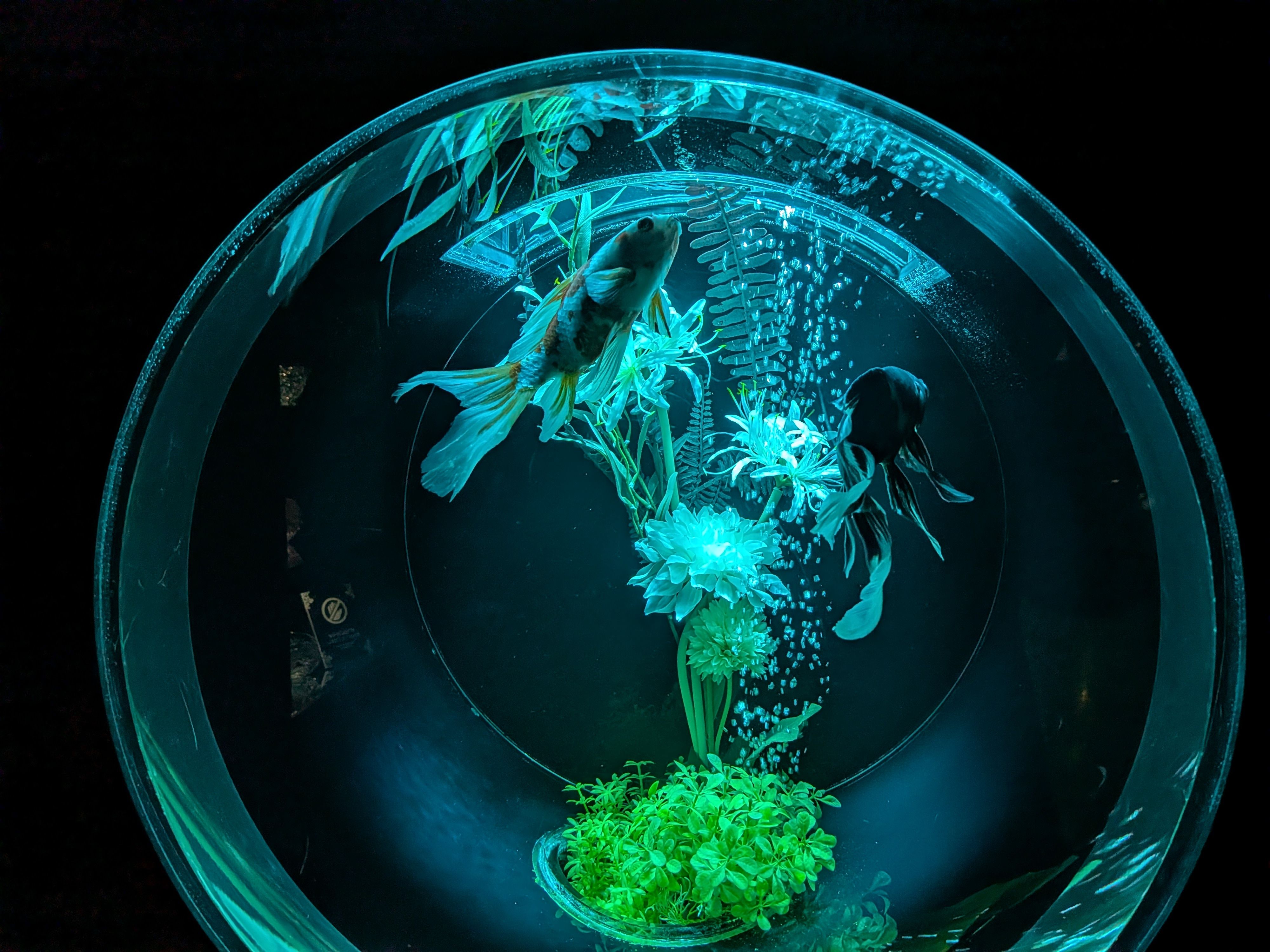 Close-up view of a spherical fish bowl with Betta fish and aquatic plants illuminated in a calming blue light.
