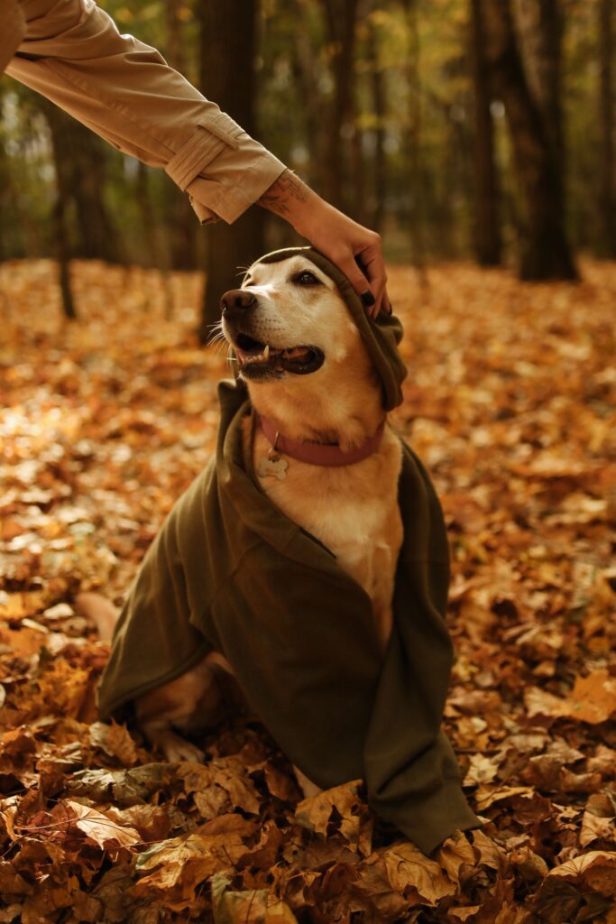 A dog covered with a blanket enjoys a fall day in a forest full of orange leaves.