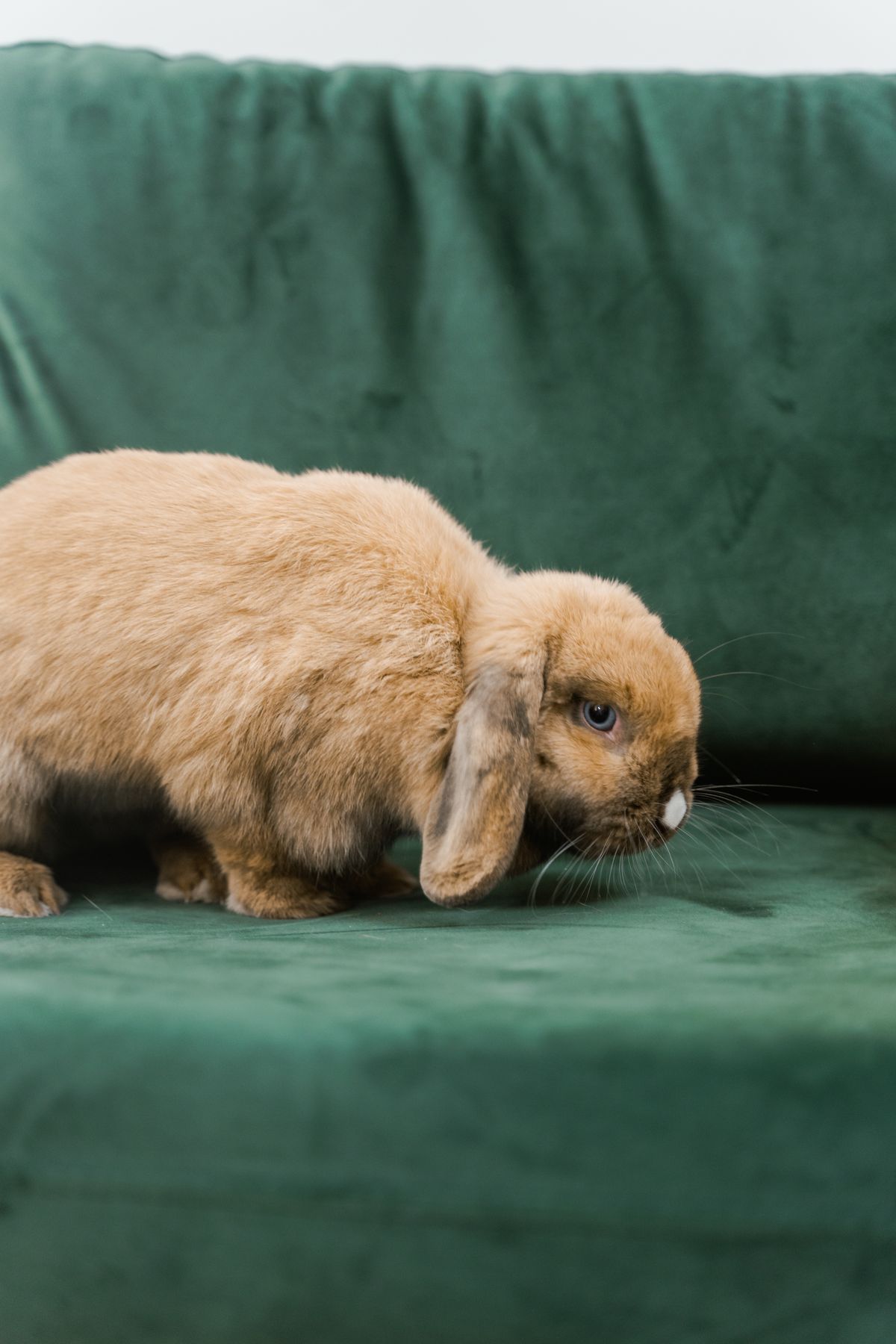 Brown pet rabbit exploring a sofa in a home